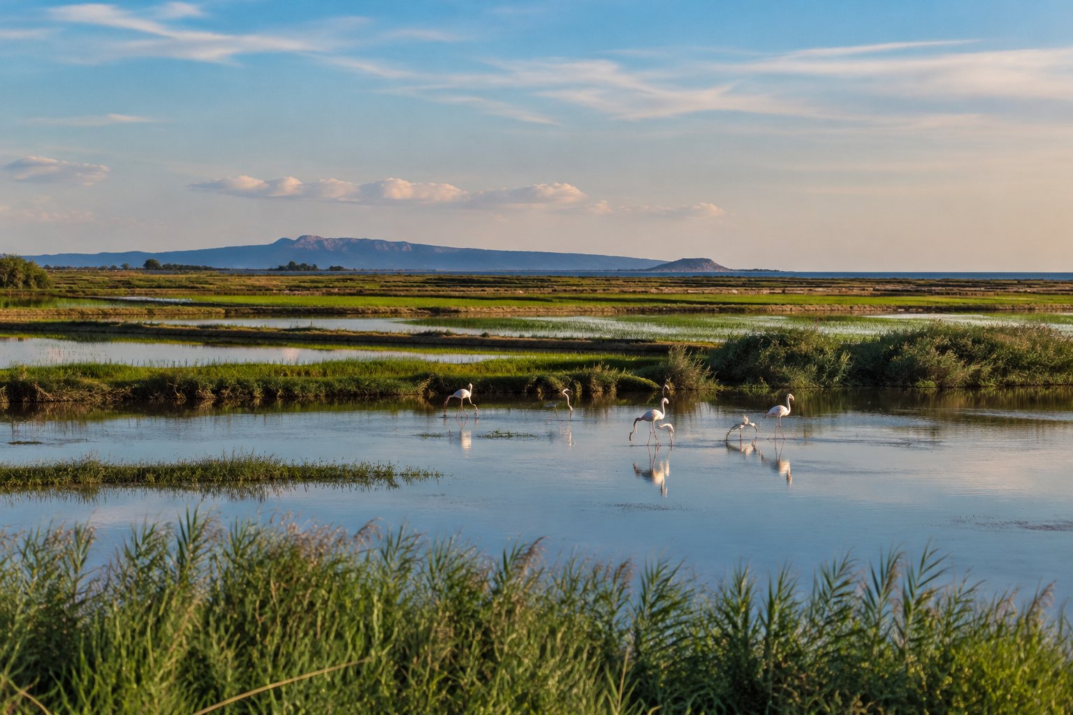 Flamencos en una laguna rodeada de arrozales y vegetación en el delta del Ebro.